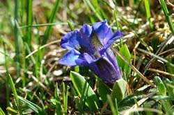 Gentiana clusii4